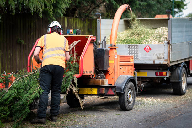 The Steps Involved in Our Tree Care Process in Georgetown, IL